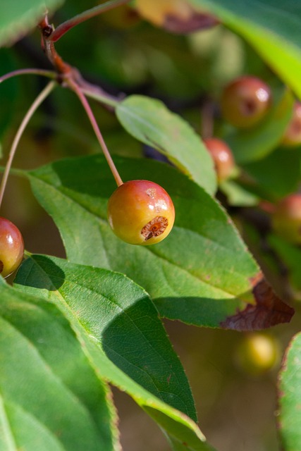 深圳市足球 深圳市足球